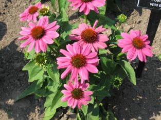 echinacea "pow wow wild berry" - třapatka