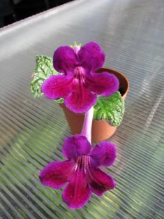 streptocarpus "southshore"