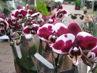 phalaenopsis "picasso"