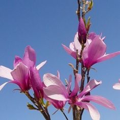 magnolia "betty"