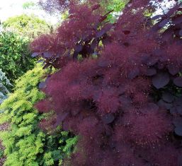 cotinus coggygria "royal purple"