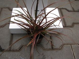 uncinia rubra" everflame - belinda's find"