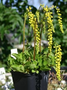 chiastophyllum oppositifolium