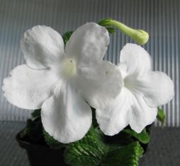 streptocarpus "bianca"