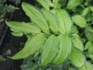 disporum cantoniense "golden temple"