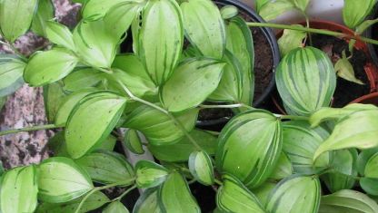 disporum cantoniense "golden temple"