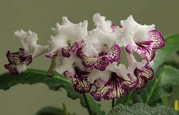 streptocarpus "gina"