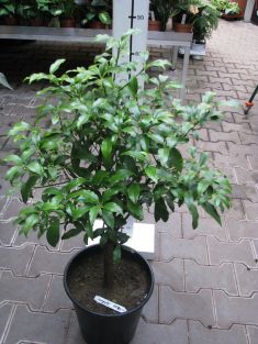 citrofortunella kumquat