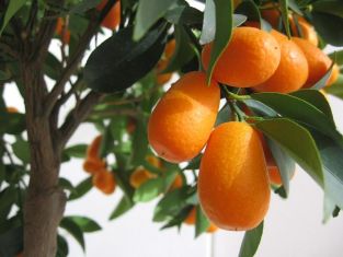 citrofortunella kumquat