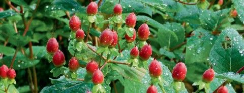 Hypericum inodorum "orange flair"