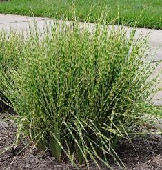 miscanthus "zebrinus"