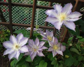 clematis "thyrislund"