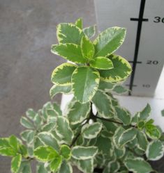 pittosporum tenuifolium " variegatum"