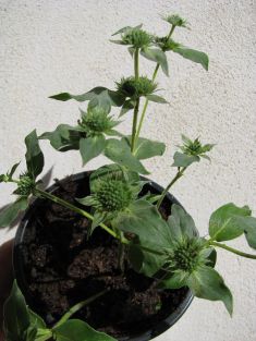 pycnanthemum muticum
