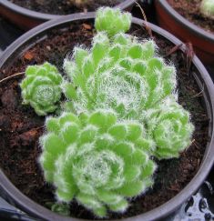 sempervivum ciliosum "borisii"