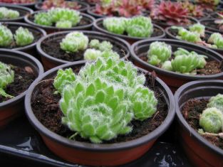 sempervivum ciliosum var. borisii