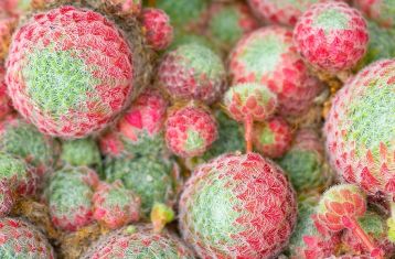 sempervivum ciliosum " borisii" zimní zbarvení