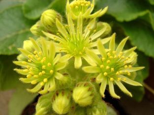 sempervivum ciliosum " borisii"