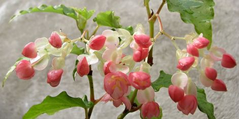 begonia " tiny gem"