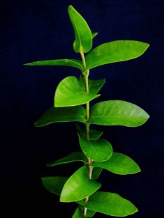 hoya densifolia