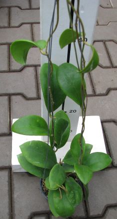hoya mindorensis pink