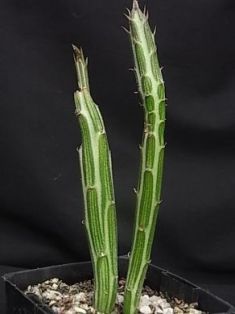 senecio stapeliformis