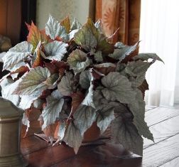 begonia "yukon frost"