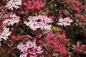sambucus nigra "thundercoud"