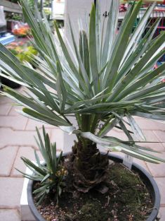 chamaerops humilis var. argentea