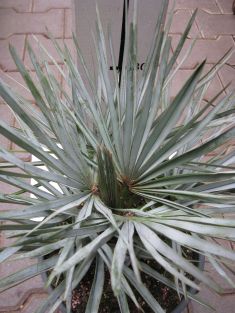 chamaerops humilis var. argentea