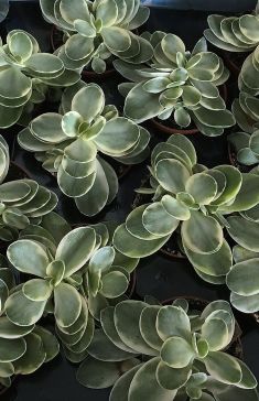 crassula "money maker variegata"