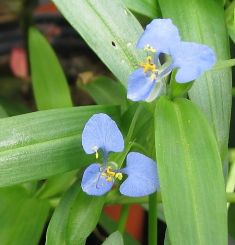 commelina cyanea / diffusa