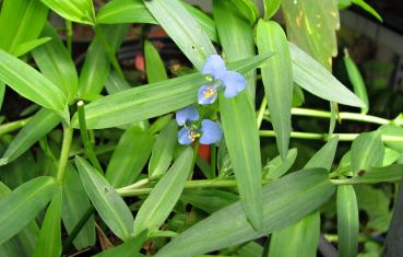 commelina cyanea / diffusa