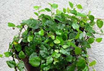 ficus pumila "minuta"