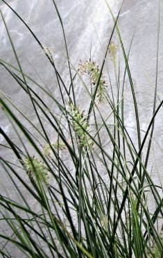 pennisetum alupecuroides "little honey "