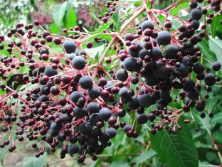 fuchsia arborescens