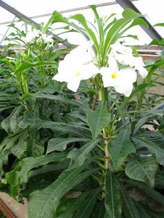 plumeria alba "lanna"