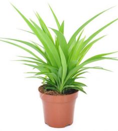 chlorophytum commosum "lemon"