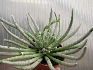 senecio scaposus