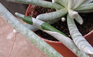 senecio scaposus