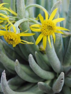 senecio scaposus