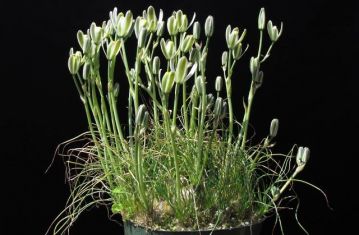 albuca augrabies hill