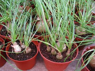 albuca augrabies hill