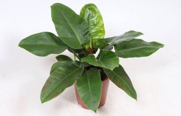 philodendron "imperial green"