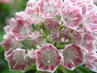 kalmia latifolia " hania" - kalmie