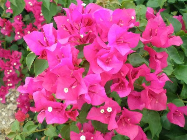 Bougainvillea 