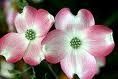 Cornus florida "cherokee brave"