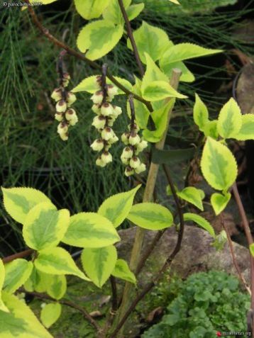 Stachyurus chinensis "joy forever"