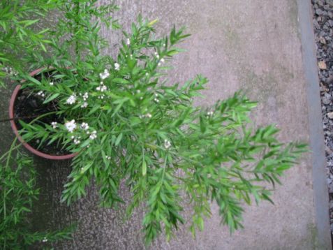 Asparagus densiflorus "meyeri"