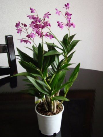 Dendrobium kingianum "berry oda"